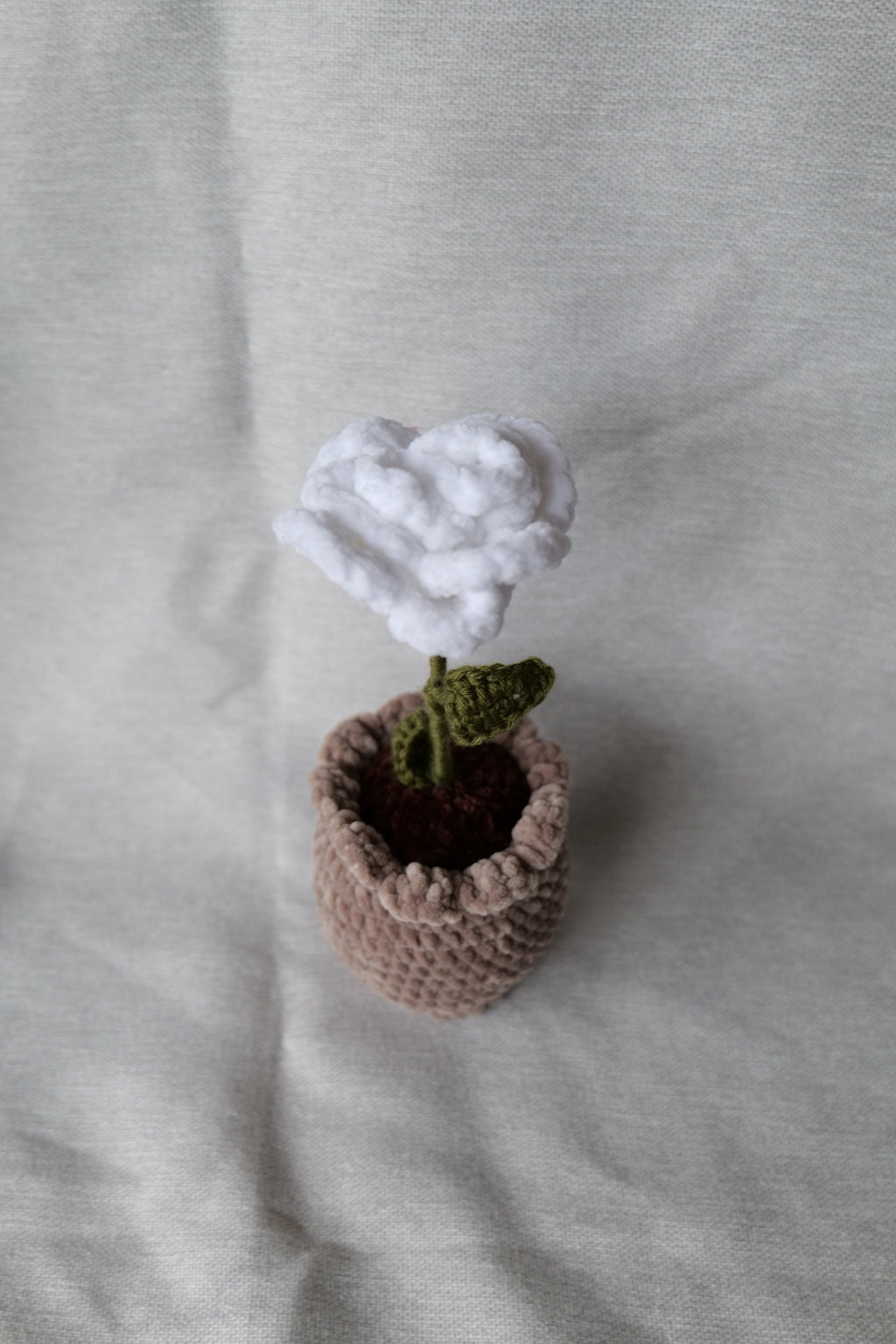 Rose en pot