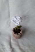 Rose en pot