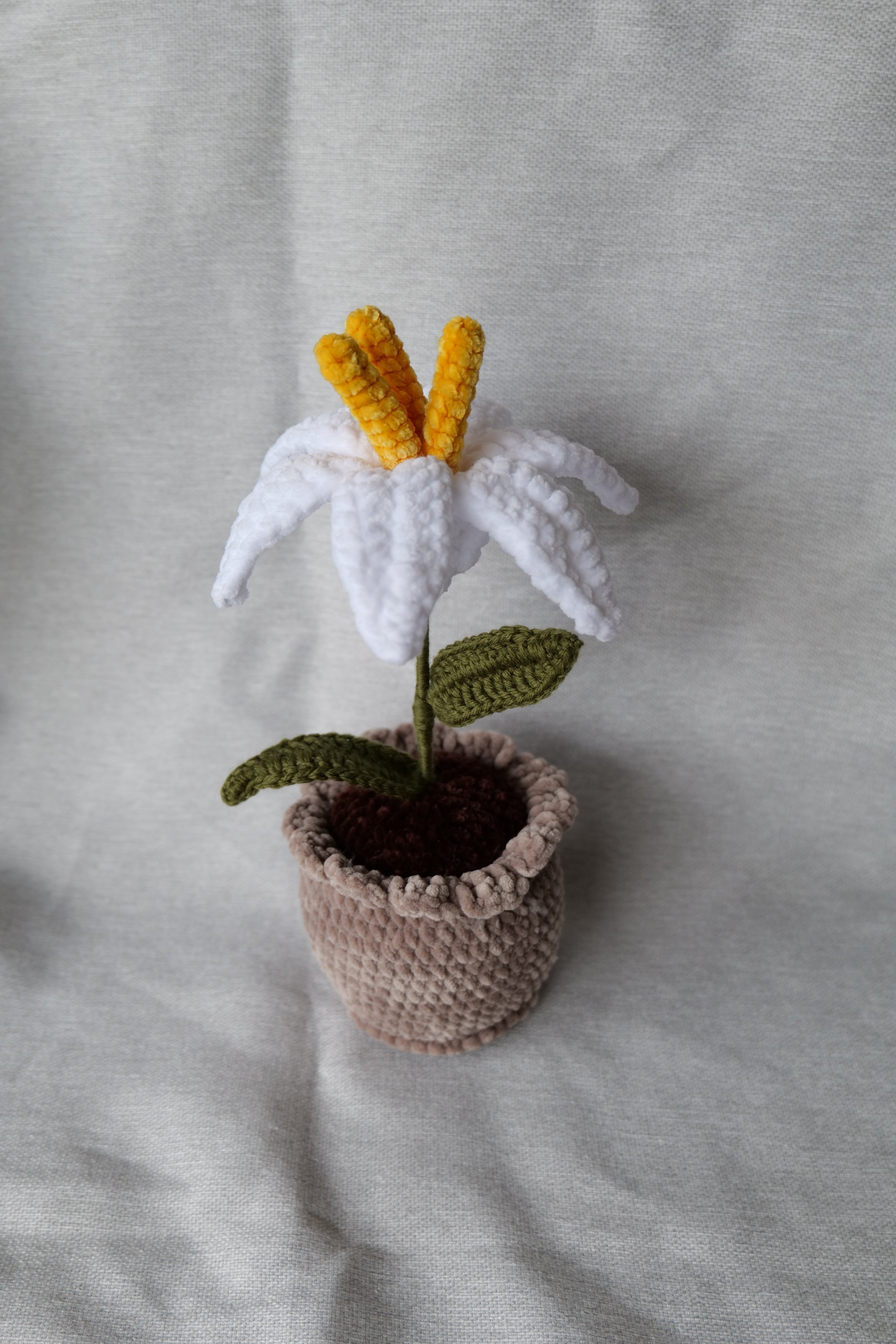 Lys en pot