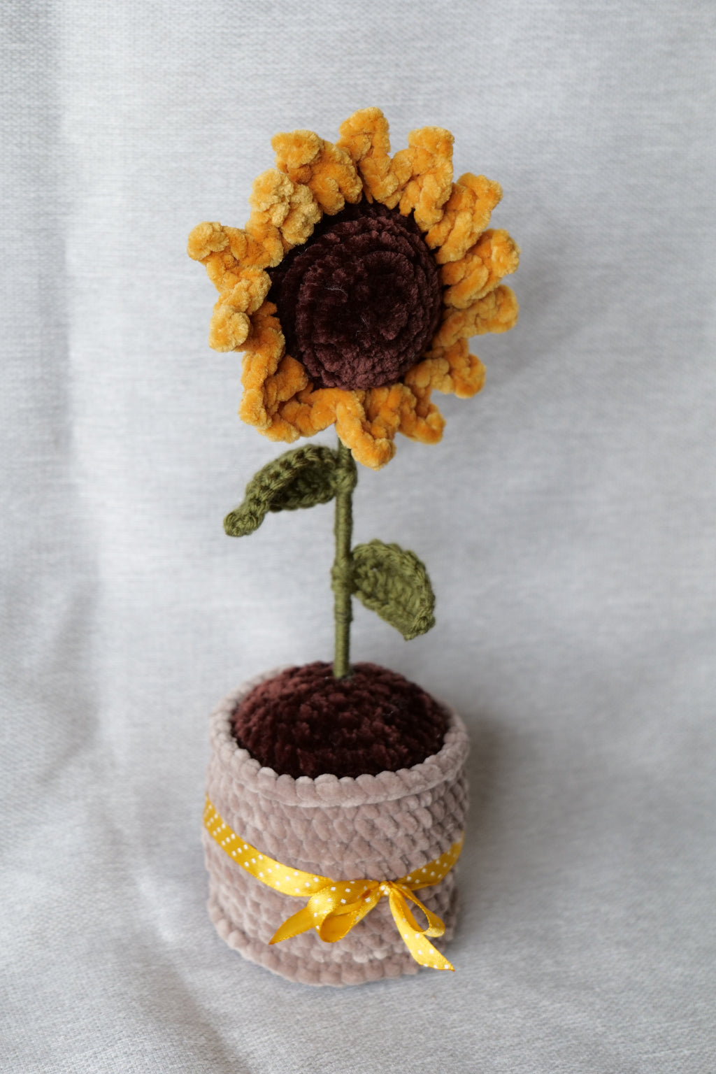 Tournesol en pot