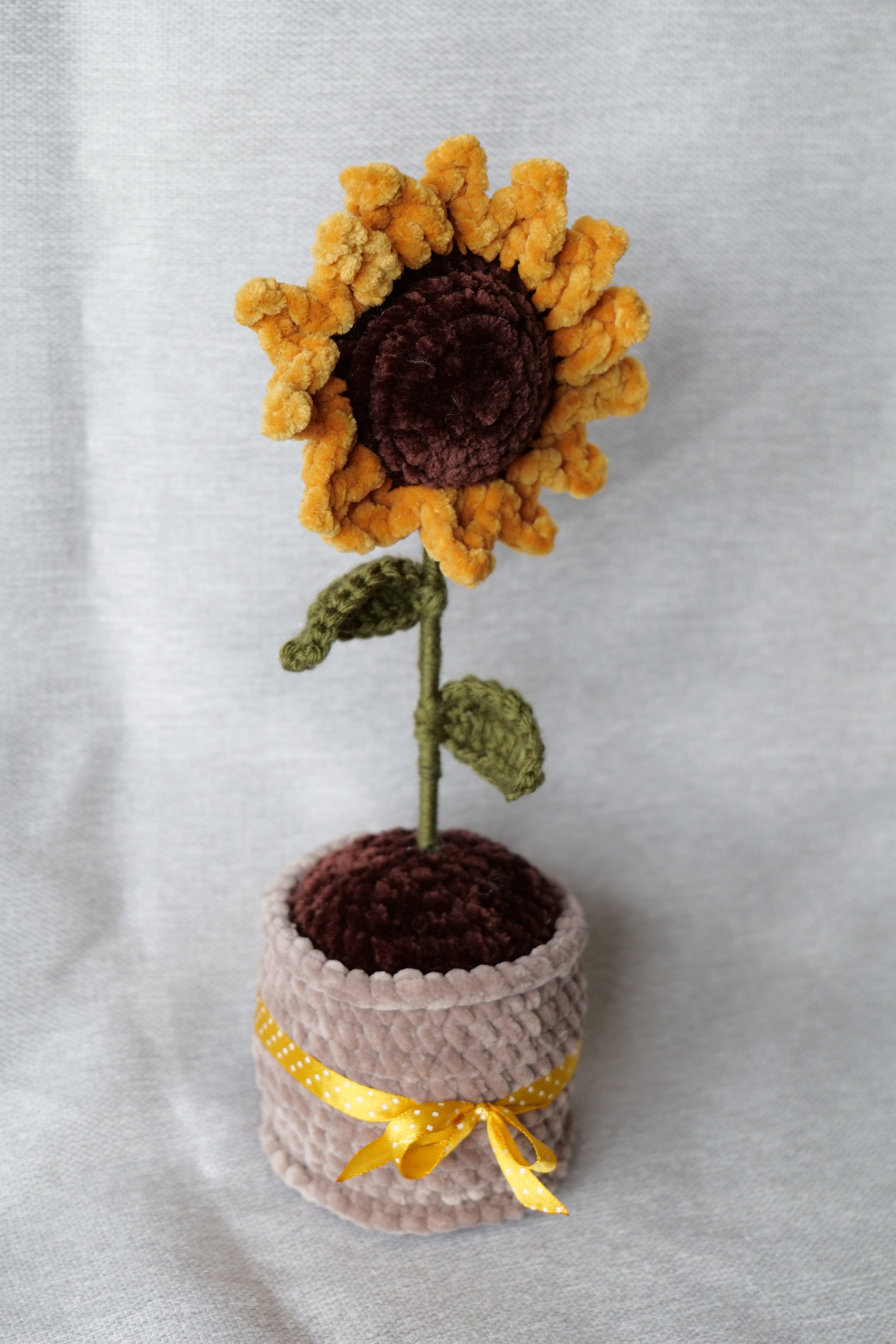 Tournesol en pot
