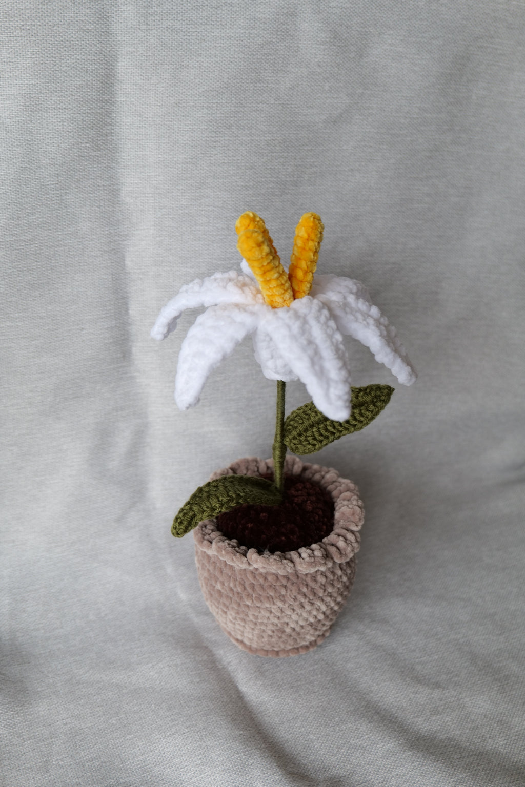 Lys en pot