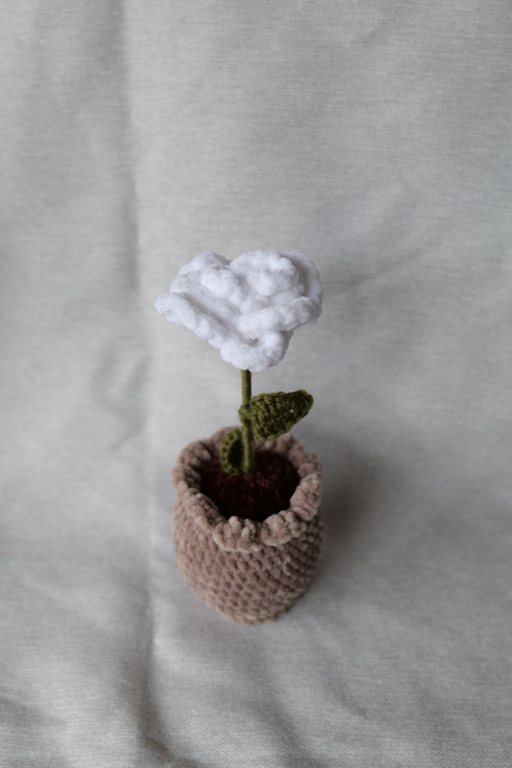 Rose en pot
