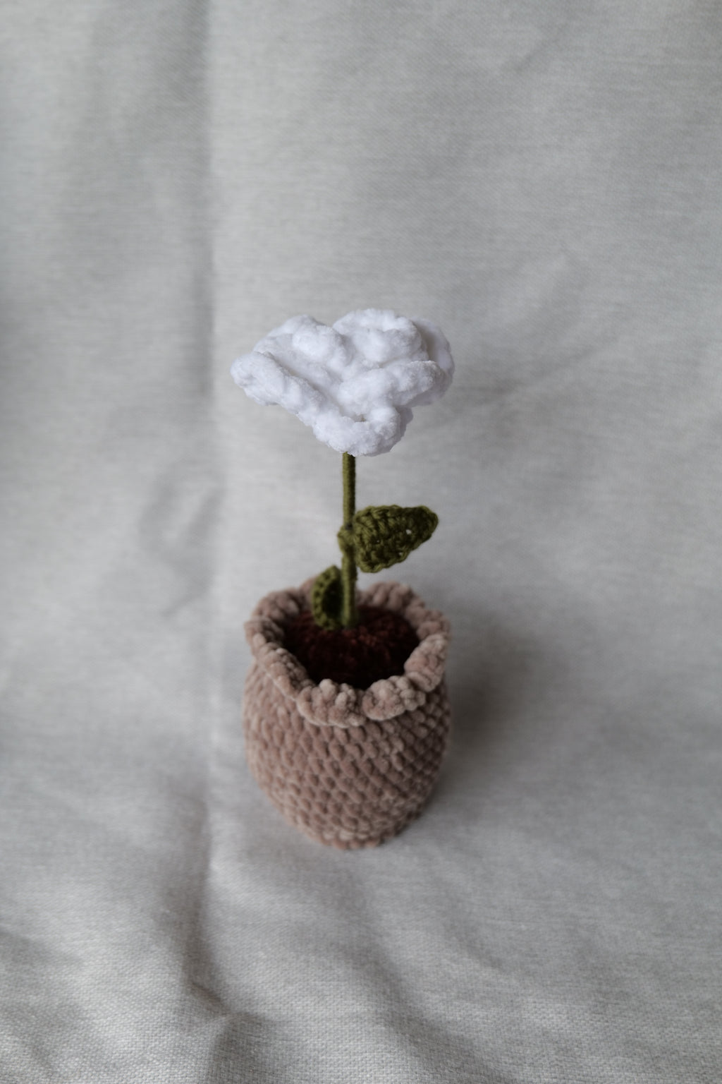 Rose en pot