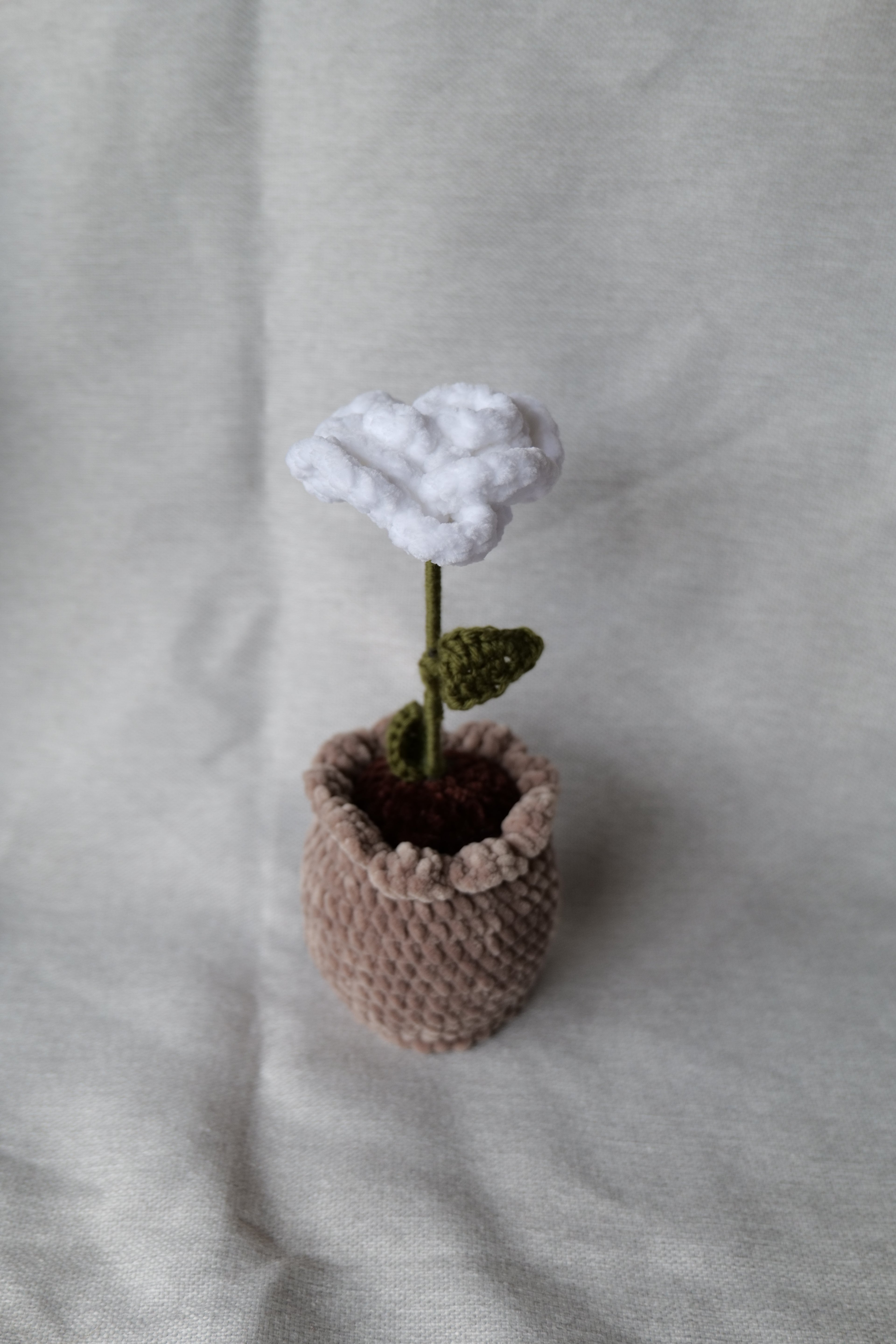 Rose en pot