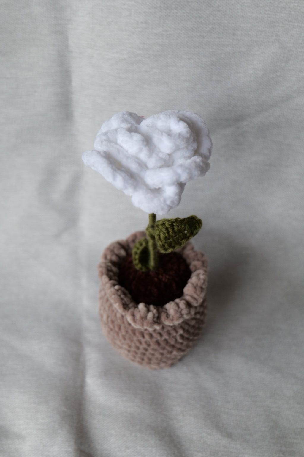Rose en pot