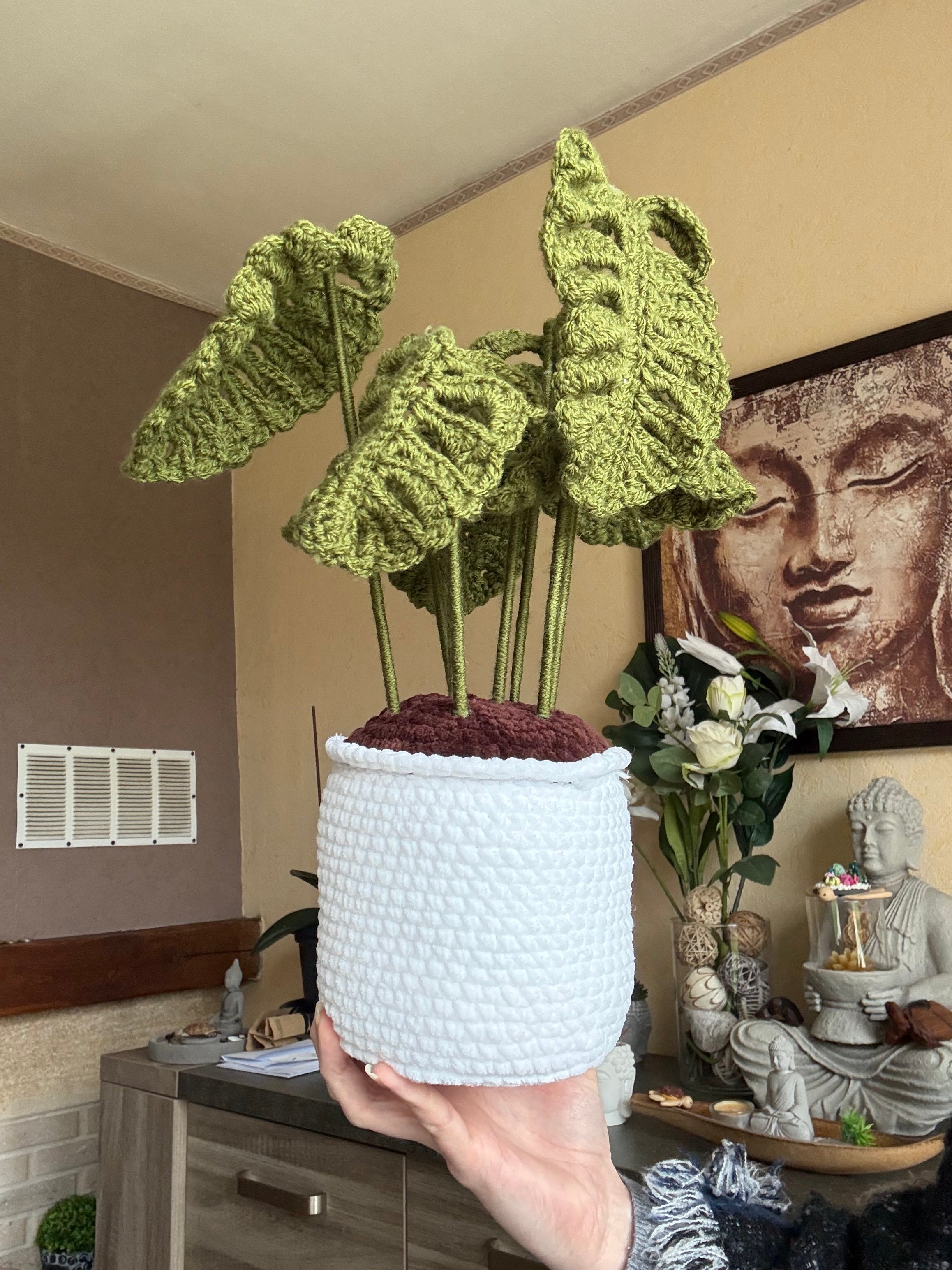 Plante Monstera 35/40 cm