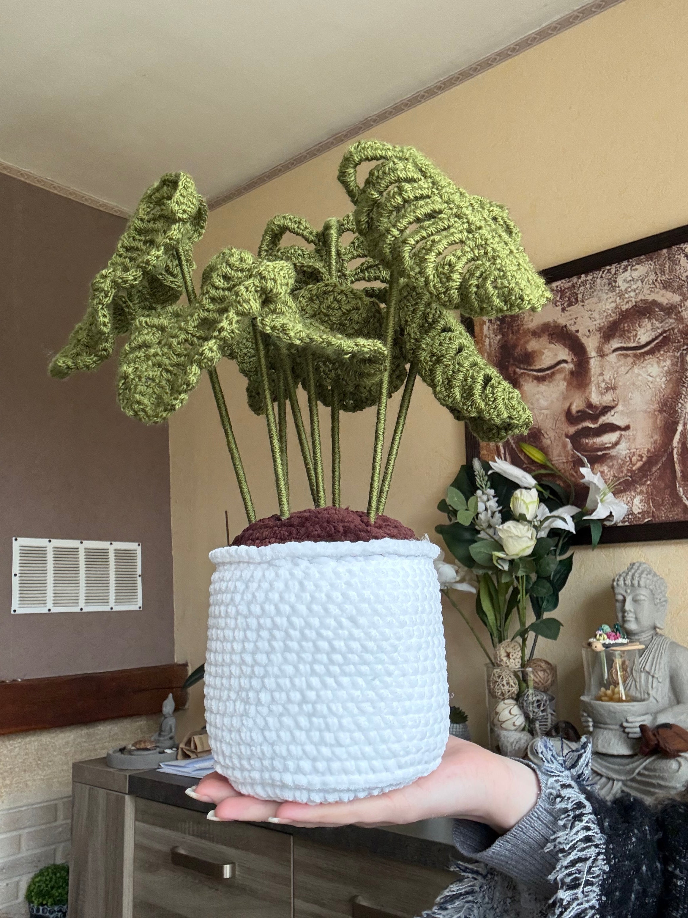 Plante Monstera 35/40 cm