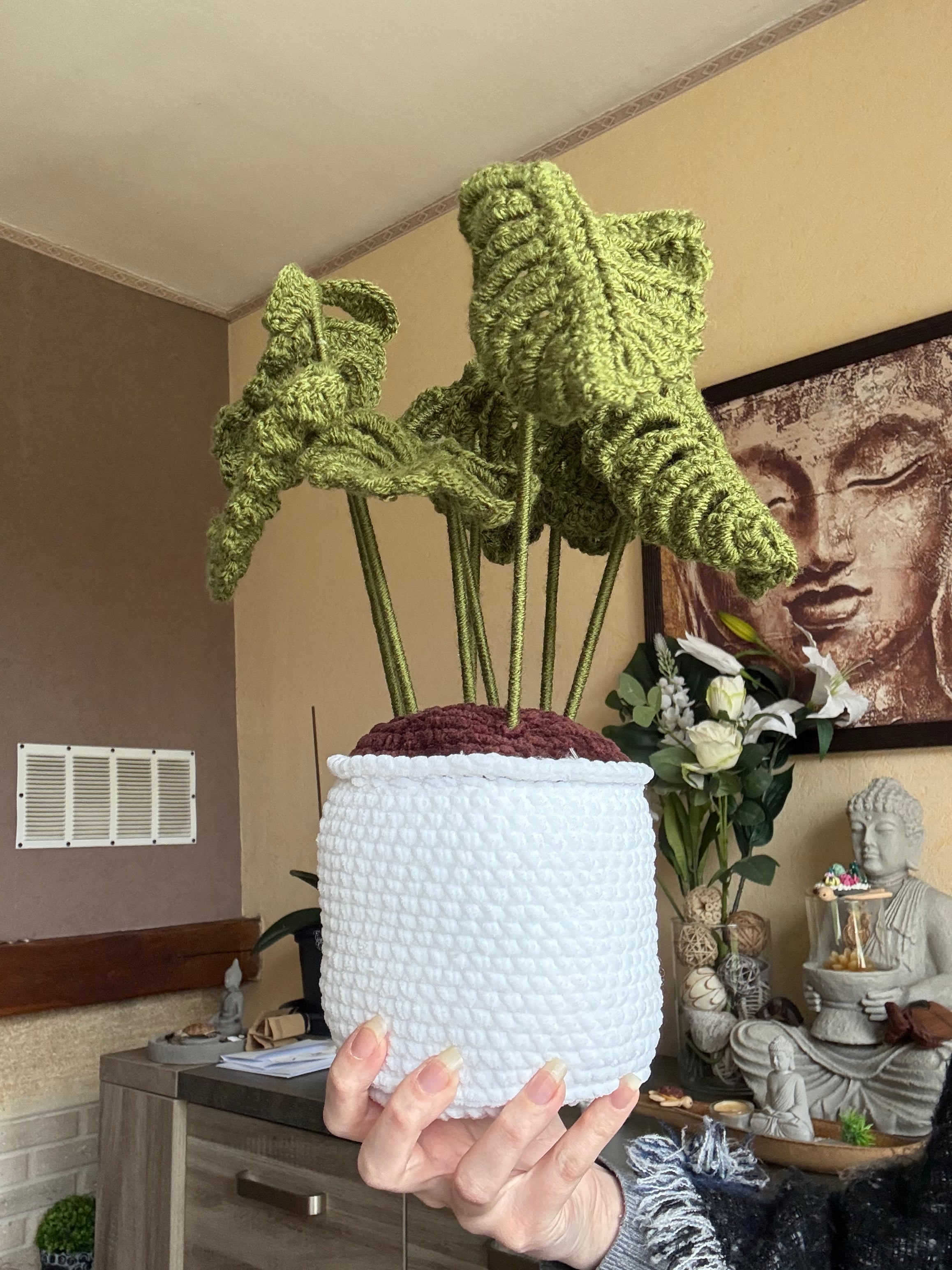 Plante Monstera 35/40 cm