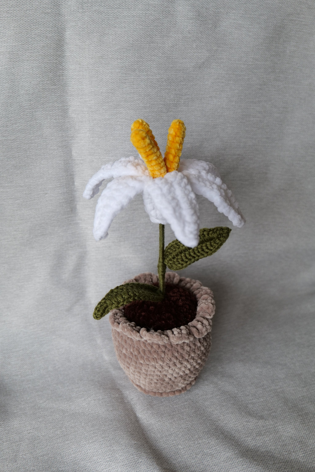 Lys en pot