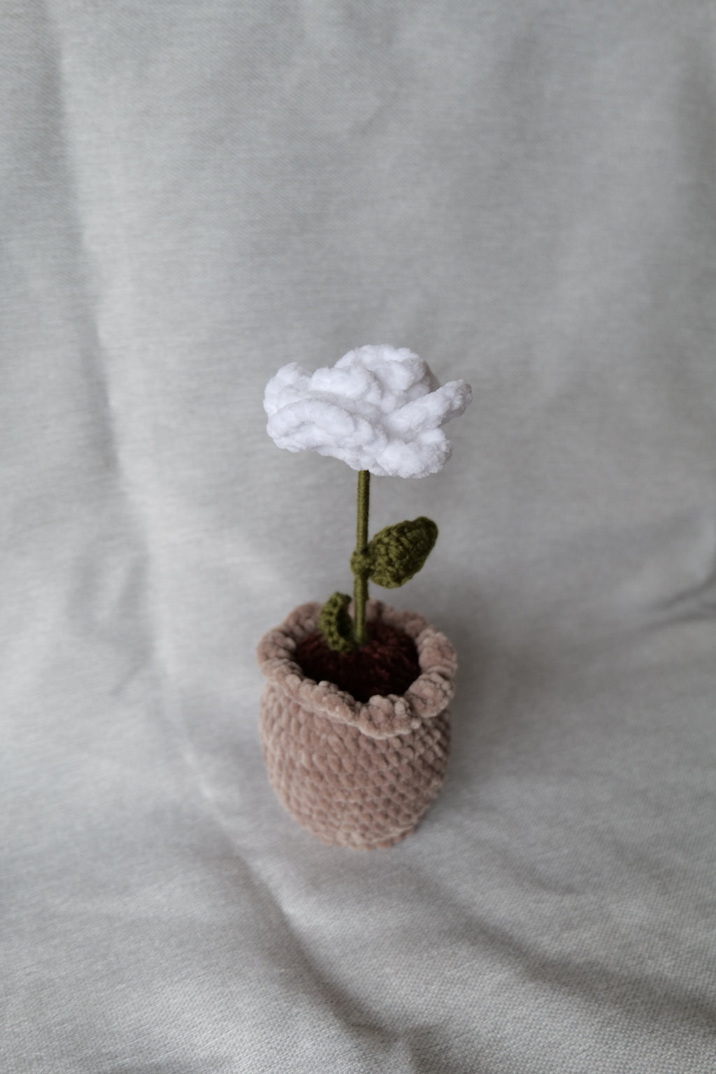 Rose en pot