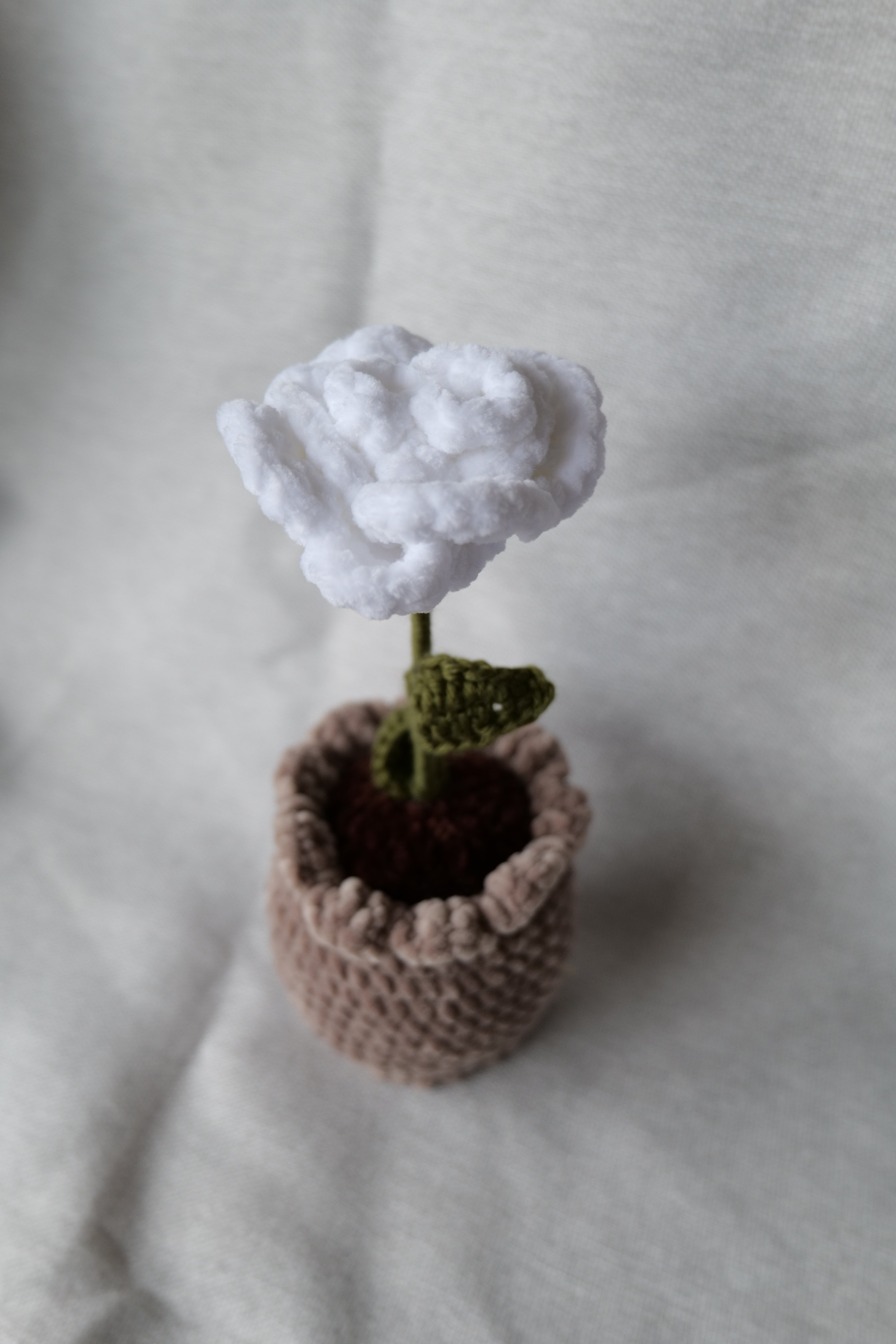 Rose en pot