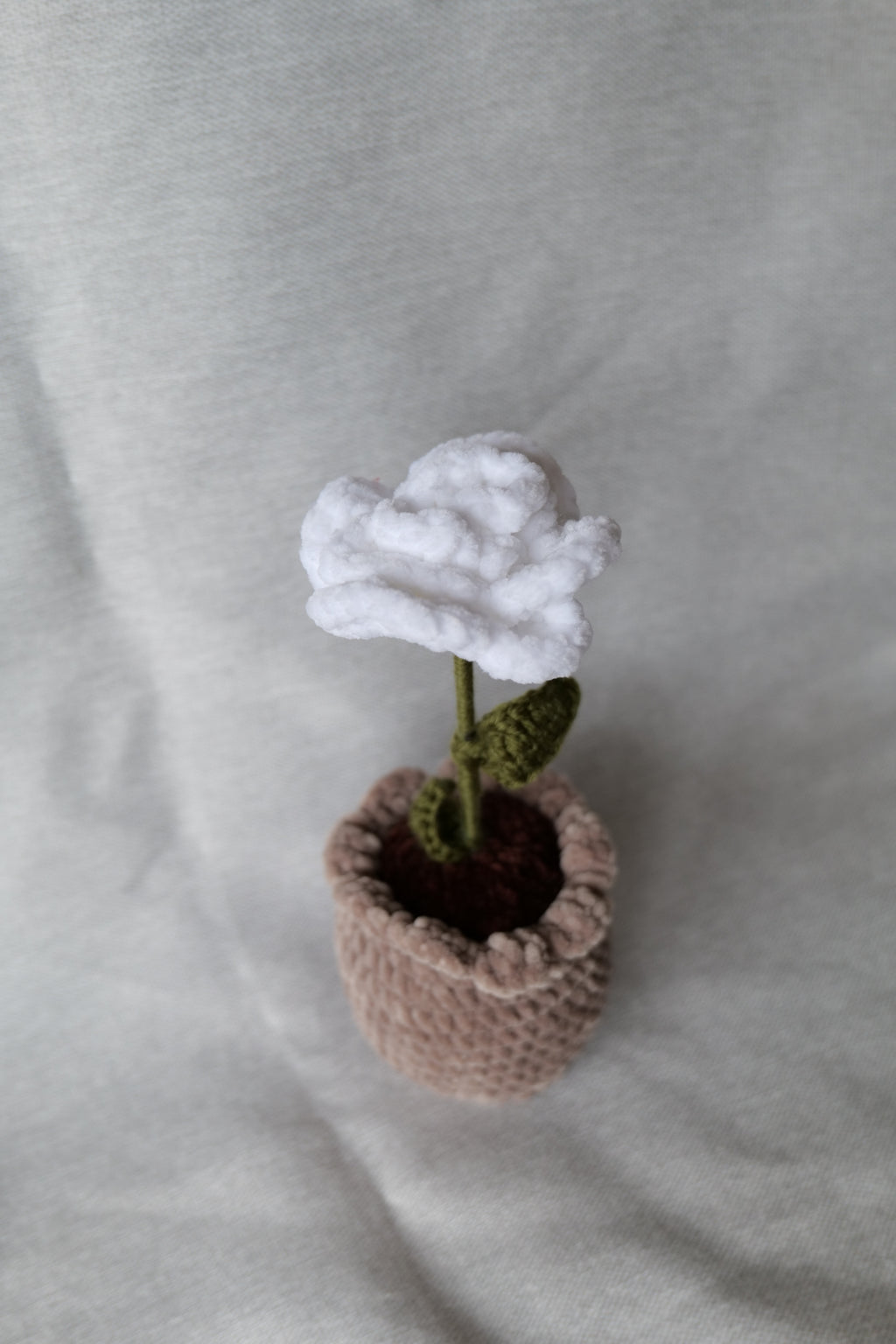 Rose en pot