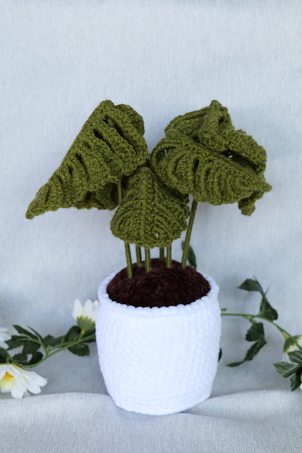 Plante Monstera 3 tailles Disponibles