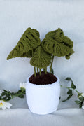 Plante Monstera 3 tailles Disponibles