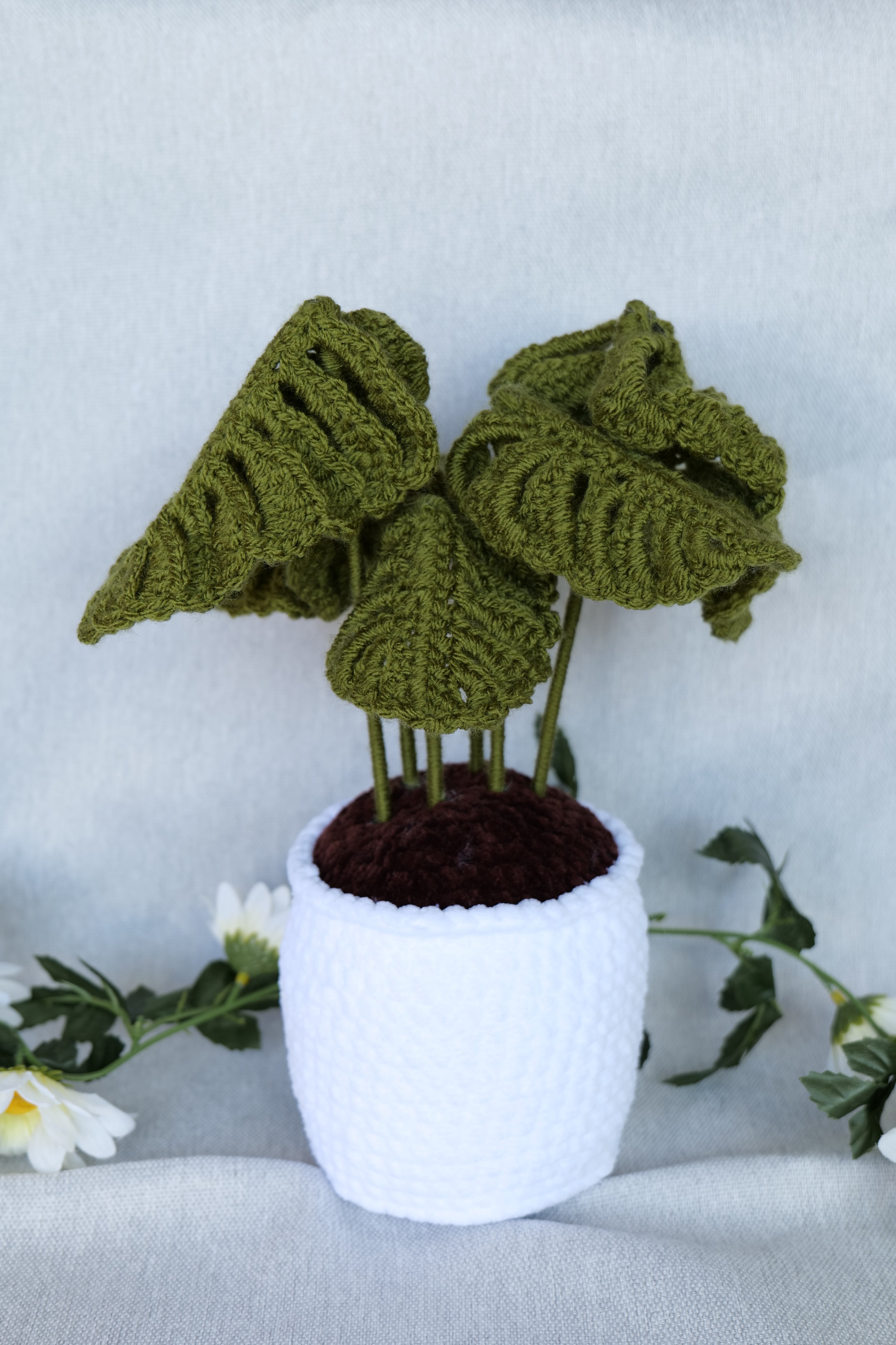 Plante Monstera 3 tailles Disponibles