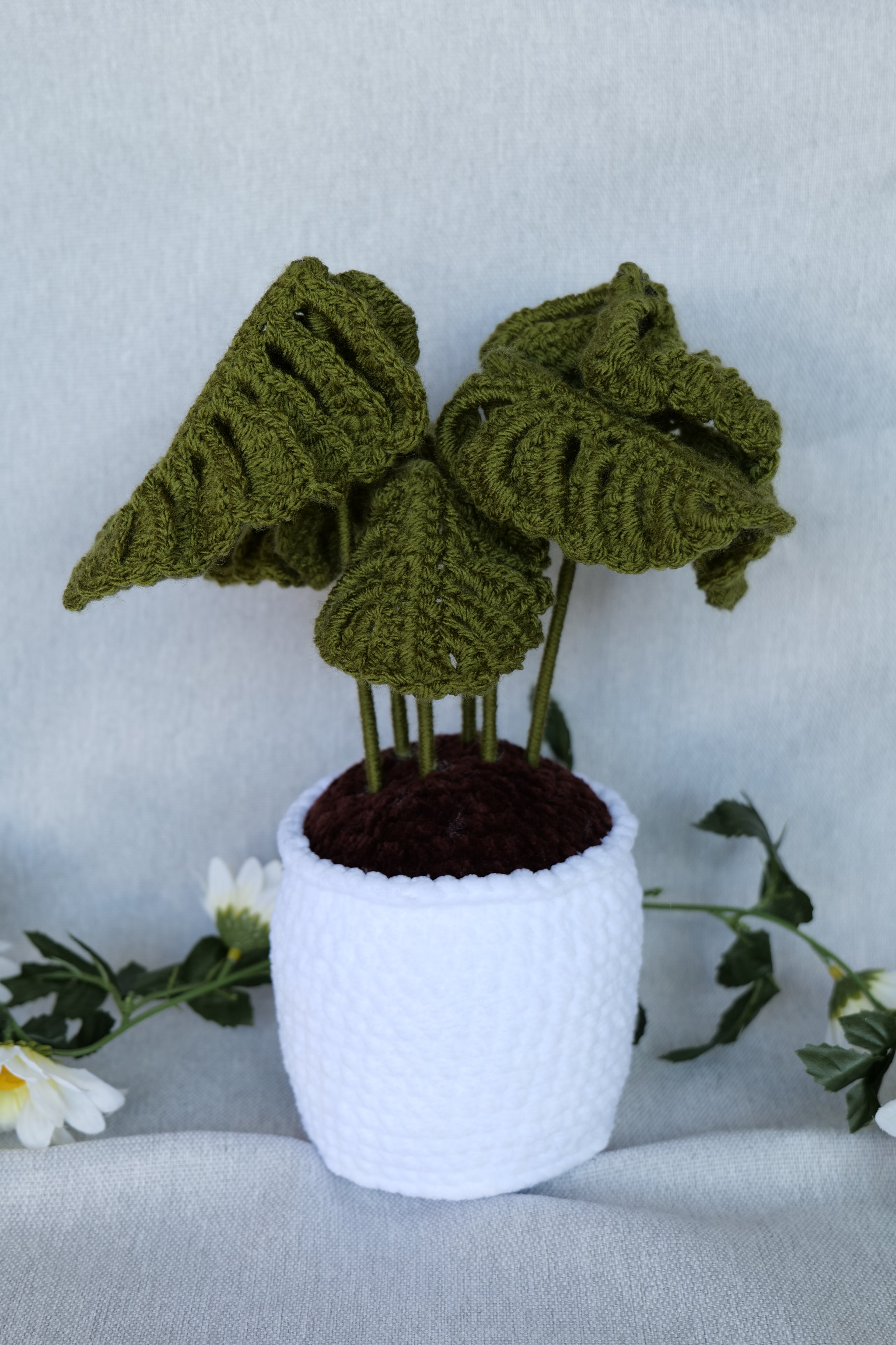 Plante Monstera 3 tailles Disponibles
