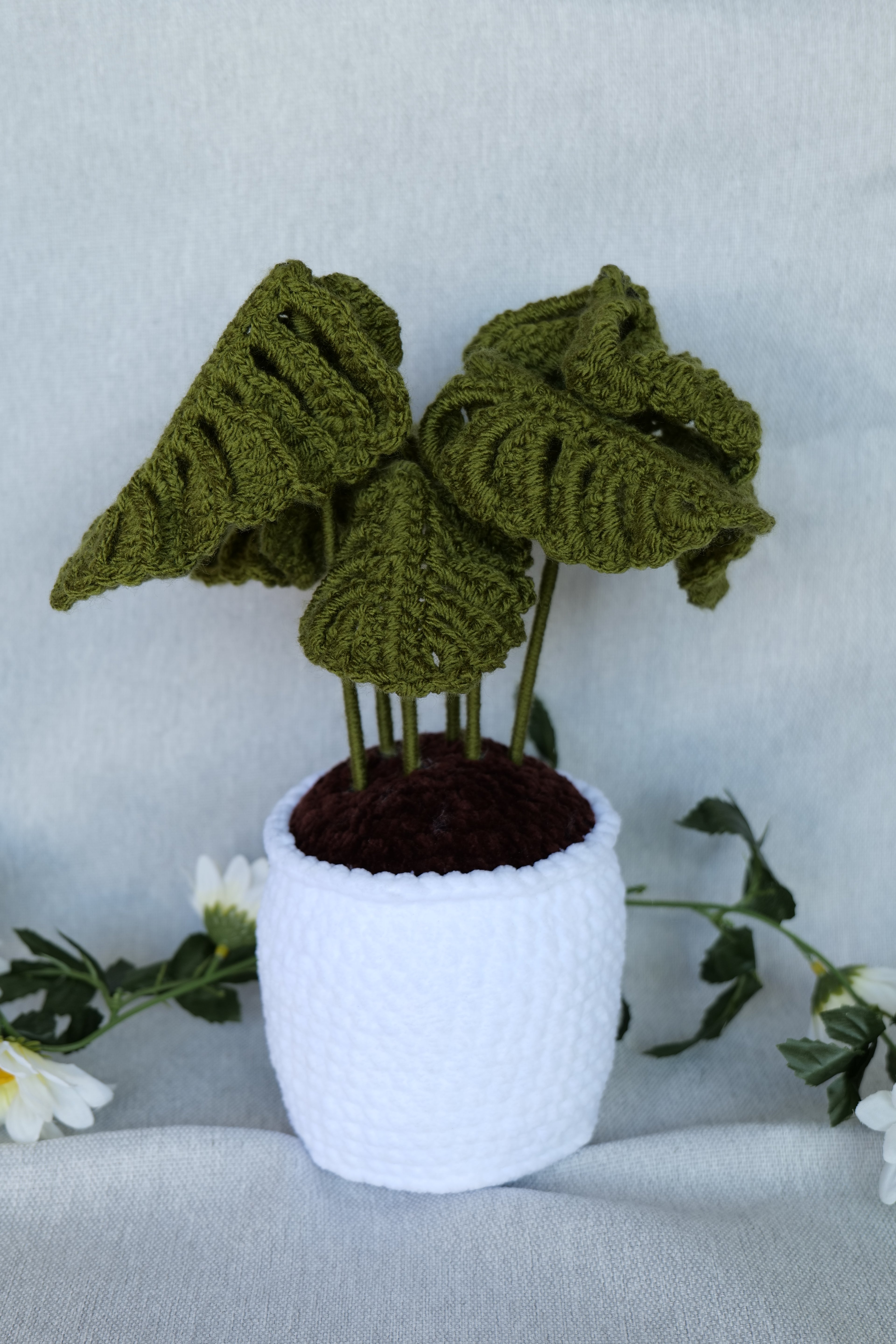 Plante Monstera 3 tailles Disponibles