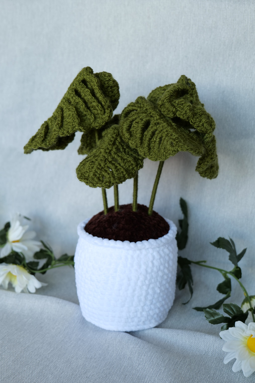 Plante Monstera 3 tailles Disponibles