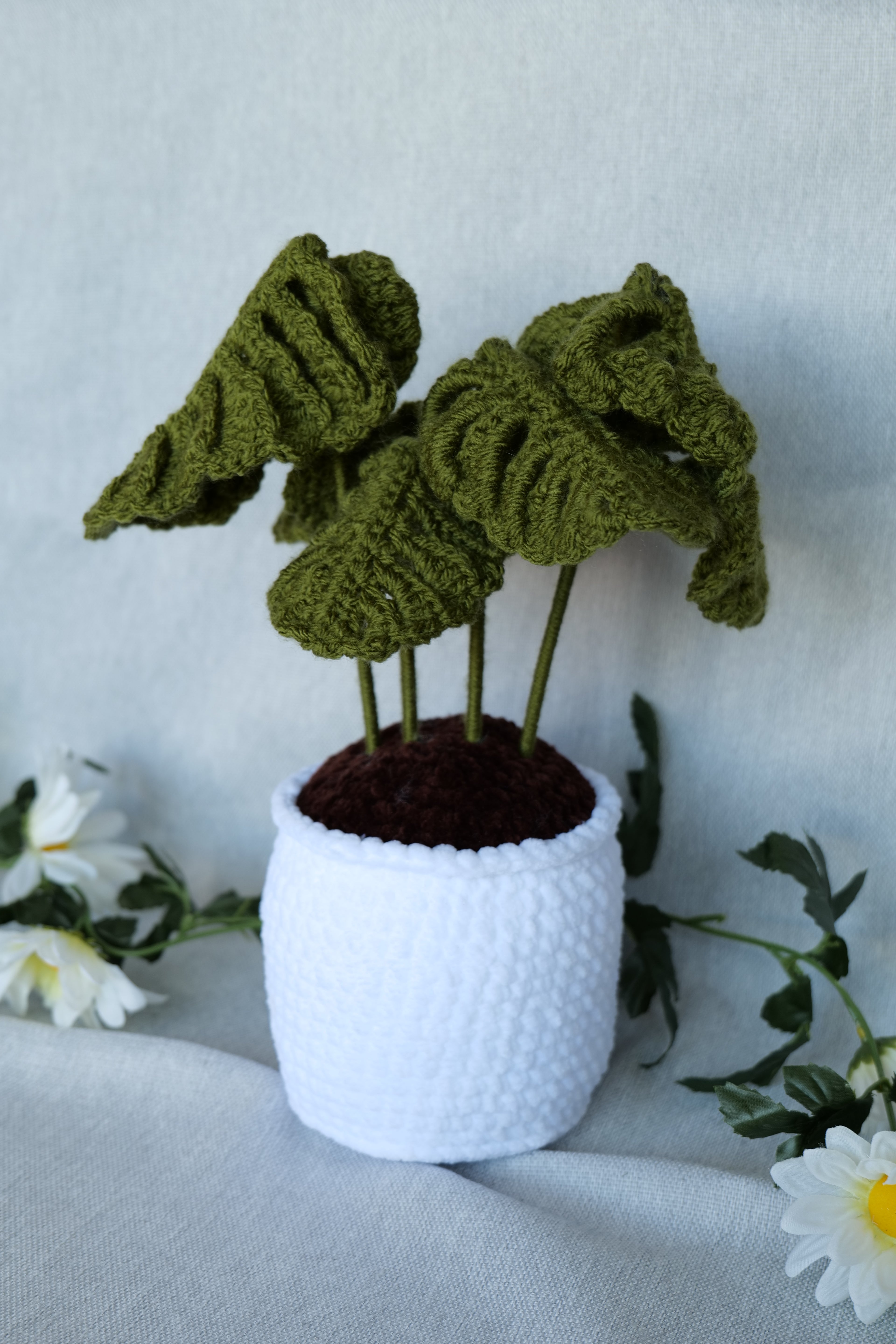 Plante Monstera 3 tailles Disponibles