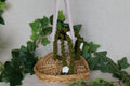 Plante tombante